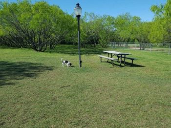 a dog is walking in the grass near a picnic table